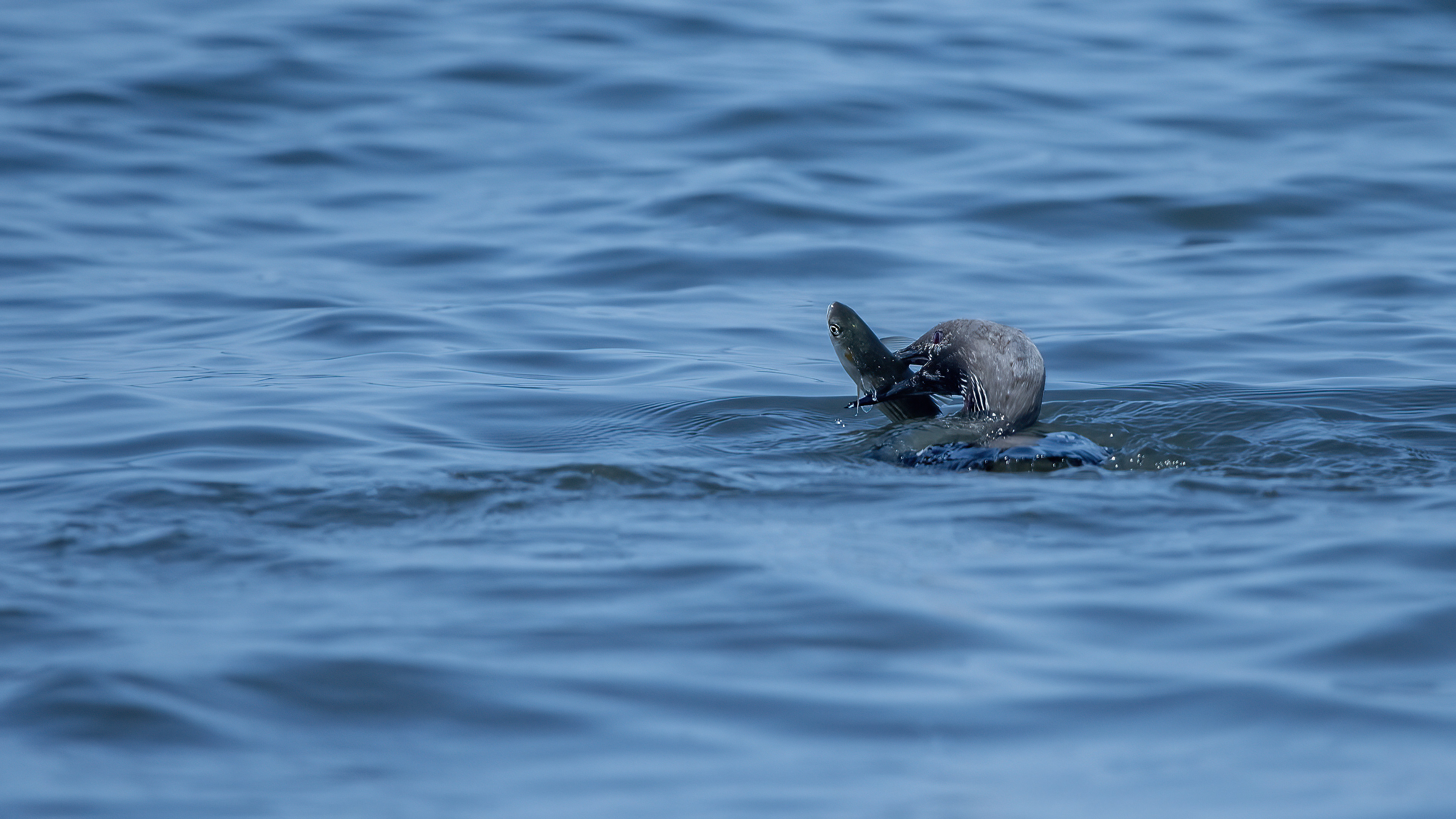Arctic Loon